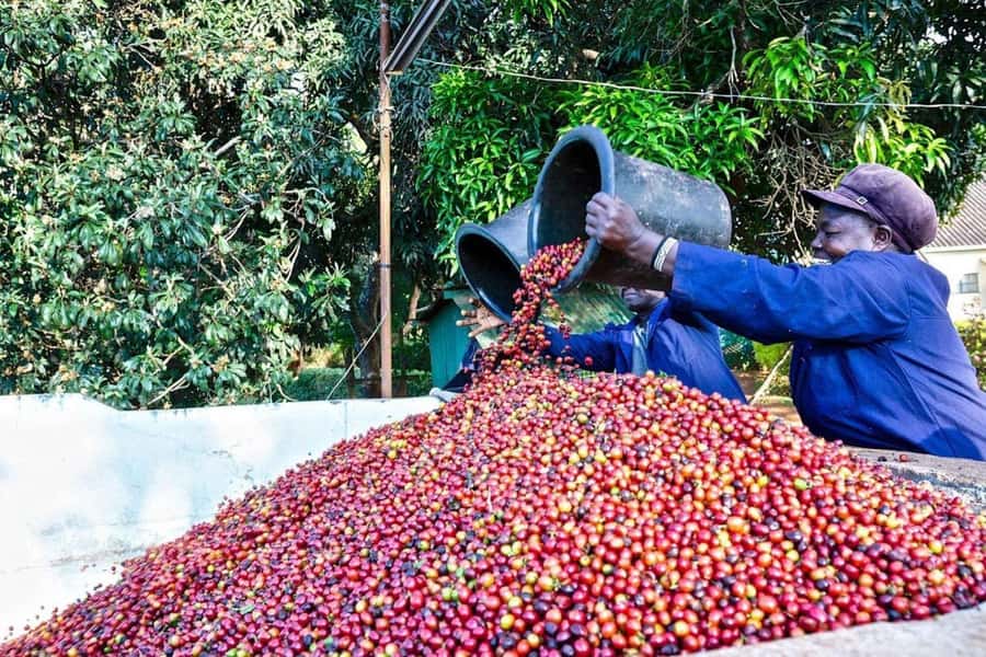Fairview Coffee Farm Day Tour in Nairobi with Pickup - Entering a Kenyan coffee estate with more than a century behind it