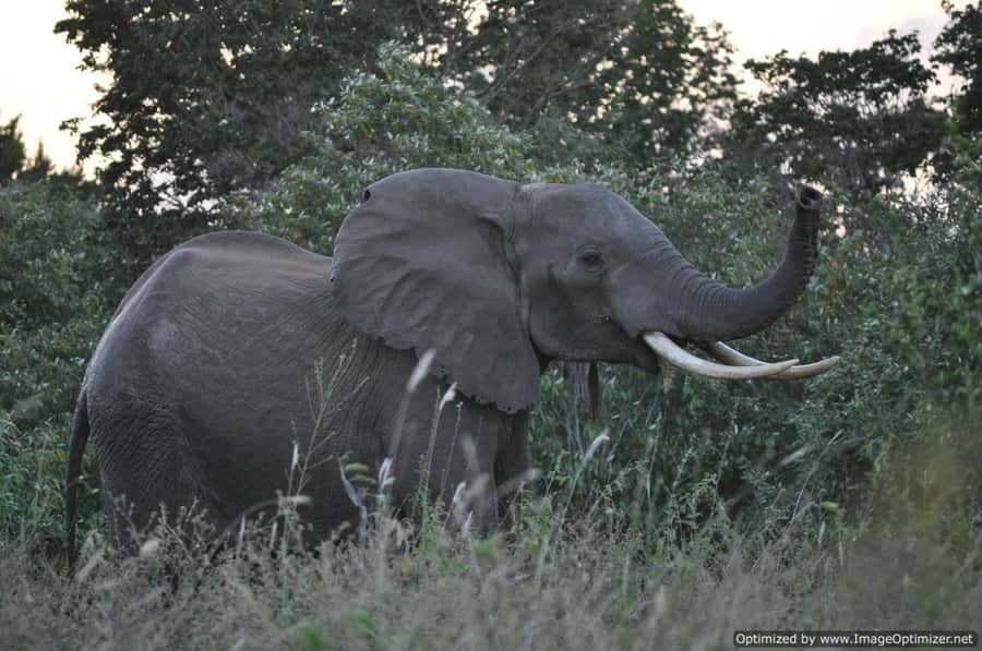 From Diani: Full Day Shimba hills tour with Sheldrick Falls - The 5-kilometre walk to Sheldrick Falls