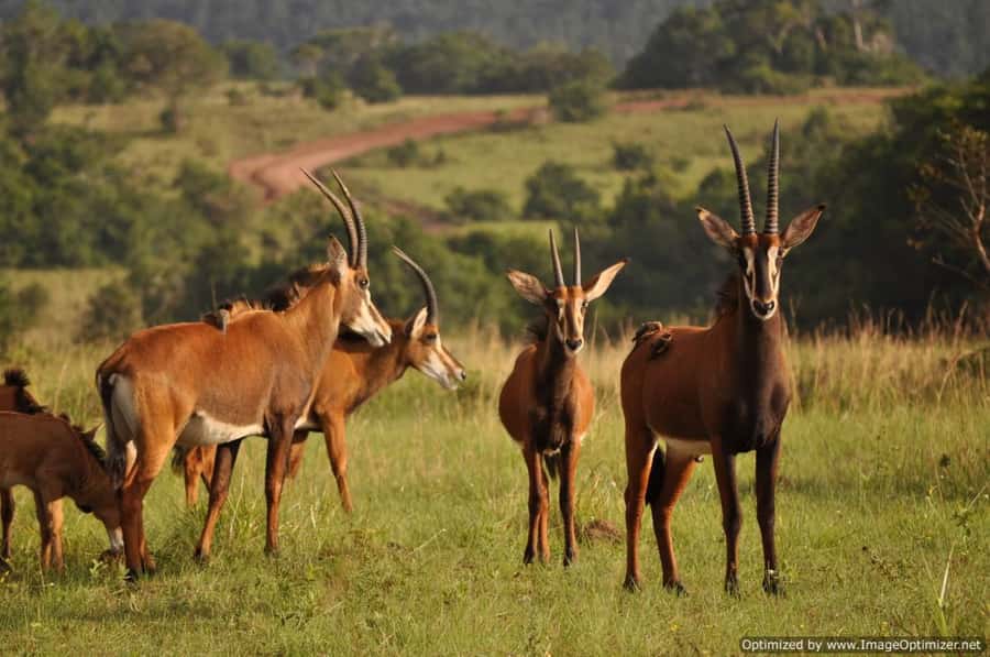 From Diani: Full Day Shimba hills tour with Sheldrick Falls - What to expect at the waterfall
