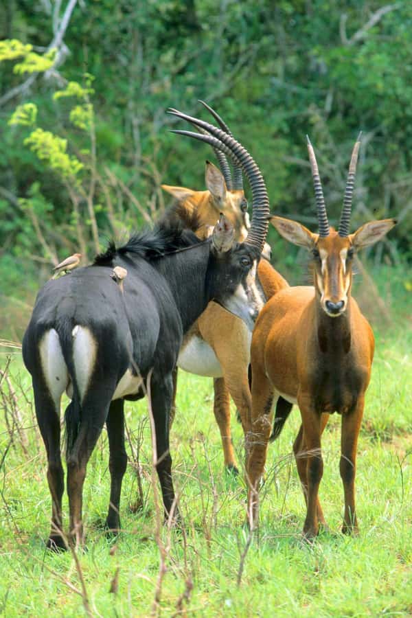 From Diani: Full Day Shimba hills tour with Sheldrick Falls - The 7:00 AM pickup and drive from Diani