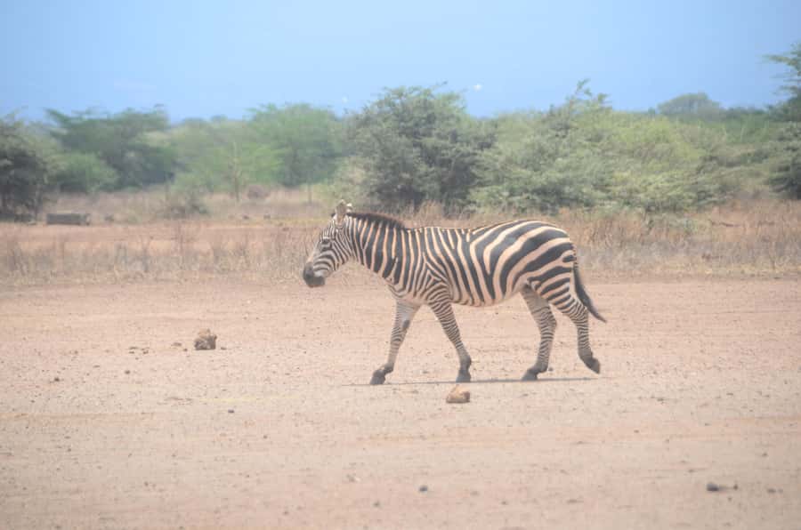 From Diani or Mombasa: Tsavo East National Park Day Trip - Key points at a glance