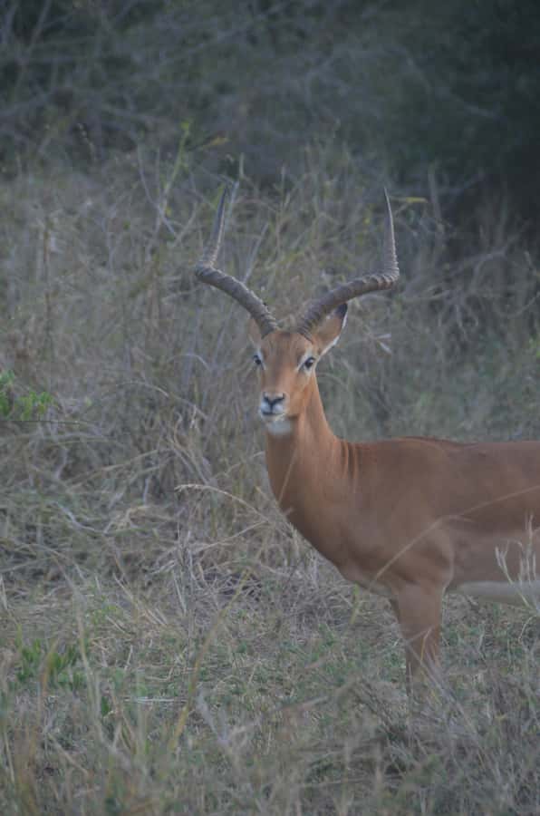 From Diani or Mombasa: Tsavo East National Park Day Trip - Why Tsavo East makes sense from the coast