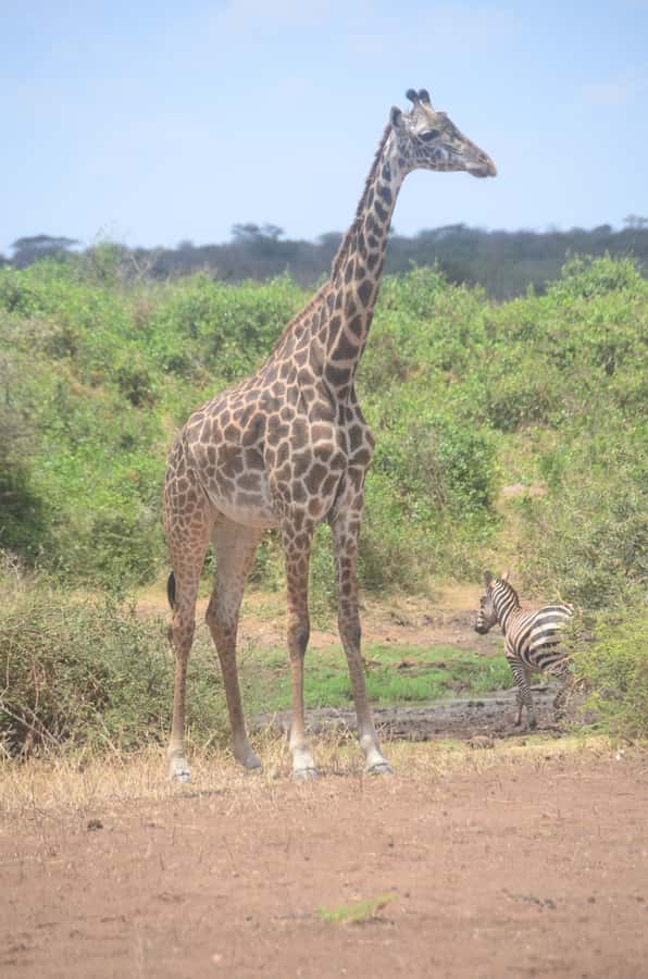 From Diani or Mombasa: Tsavo East National Park Day Trip - Entering through Bachuma Gate