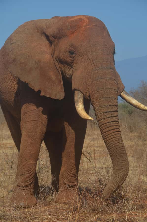 From Diani or Mombasa: Tsavo East National Park Day Trip - The three-hour ride from Diani or Mombasa