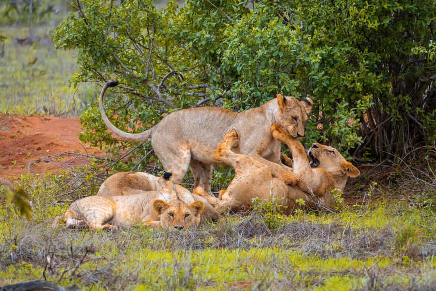 From Kilifi, Watamu, Malindi: Tsavo East Day Safari - Key things to know before booking