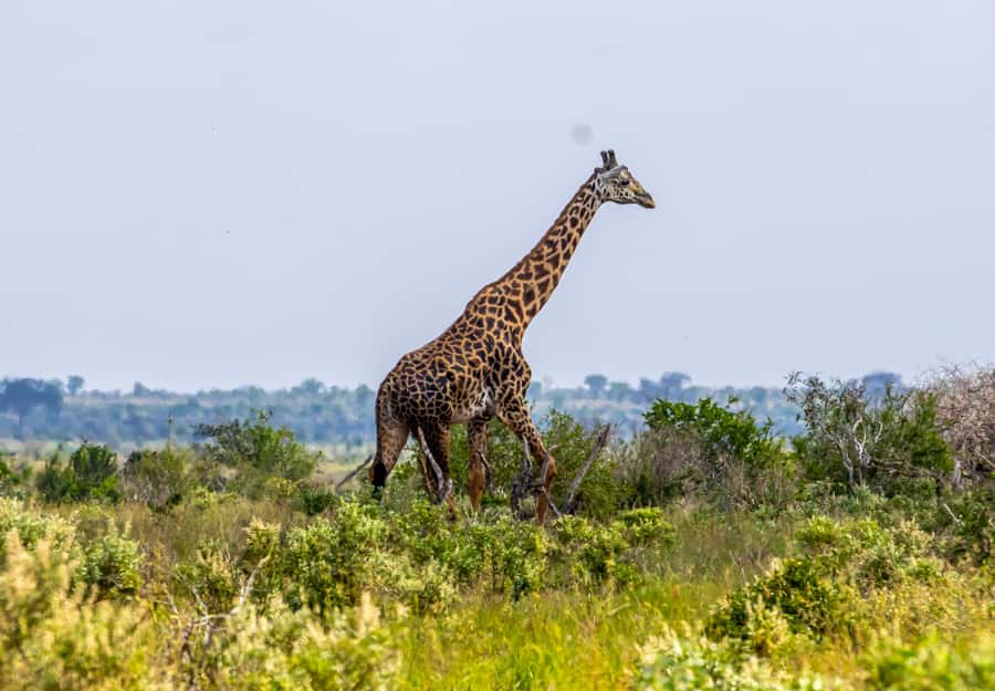 From Kilifi, Watamu, Malindi: Tsavo East Day Safari - Why Tsavo East makes a worthwhile day trip