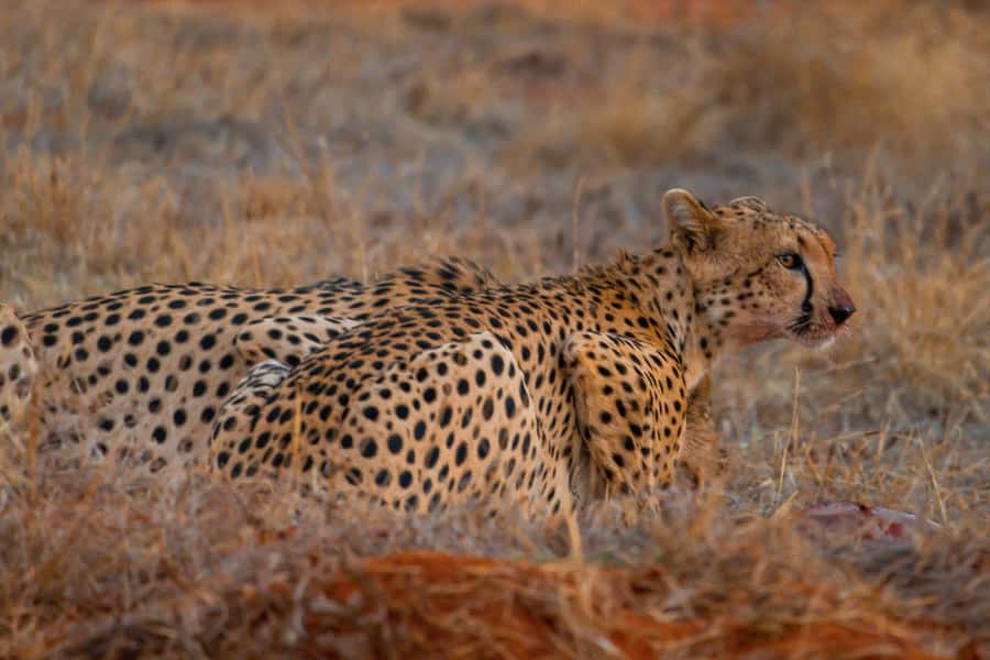 From Kilifi, Watamu, Malindi: Tsavo East Day Safari - The first game drive through Tsavo’s red country