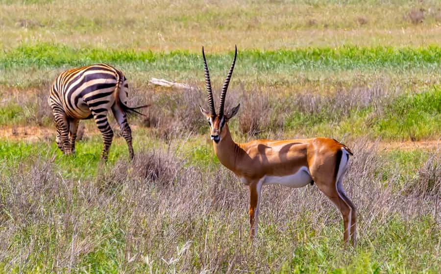 From Kilifi, Watamu, Malindi: Tsavo East Day Safari - What the guide adds to the drive