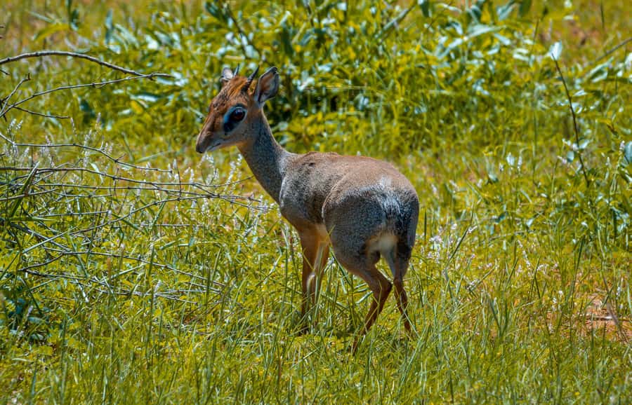 From Kilifi, Watamu, Malindi: Tsavo East Day Safari - The afternoon drive and the ride home