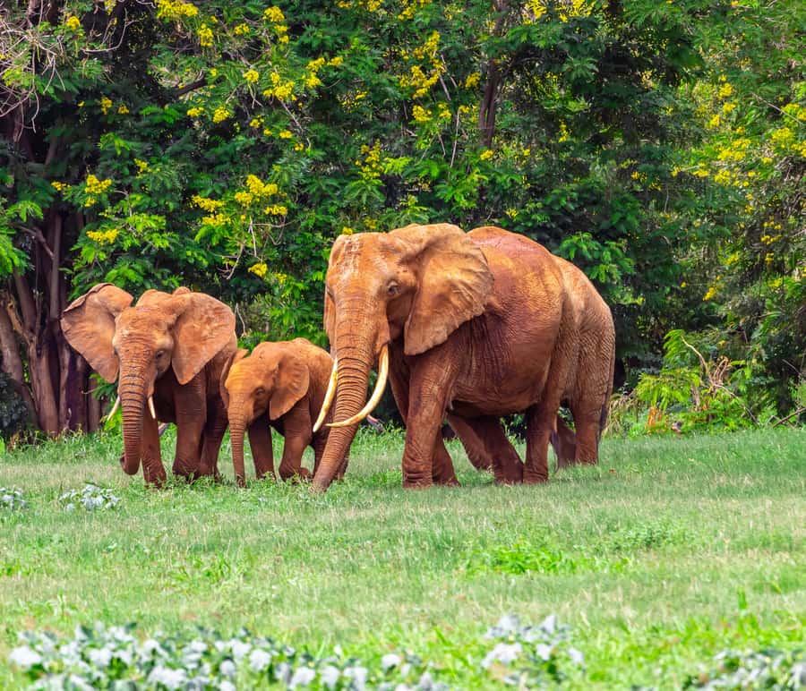 From Kilifi, Watamu, Malindi: Tsavo East Day Safari - Is $200 good value for this safari?