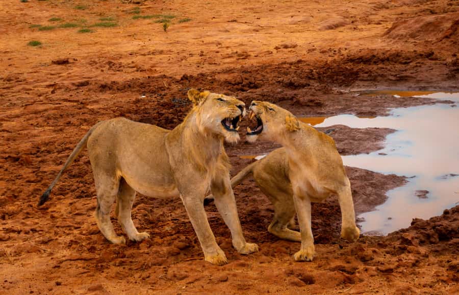 From Kilifi, Watamu, Malindi: Tsavo East Day Safari - The early pickup from Kilifi, Watamu, Malindi, or Mambrui