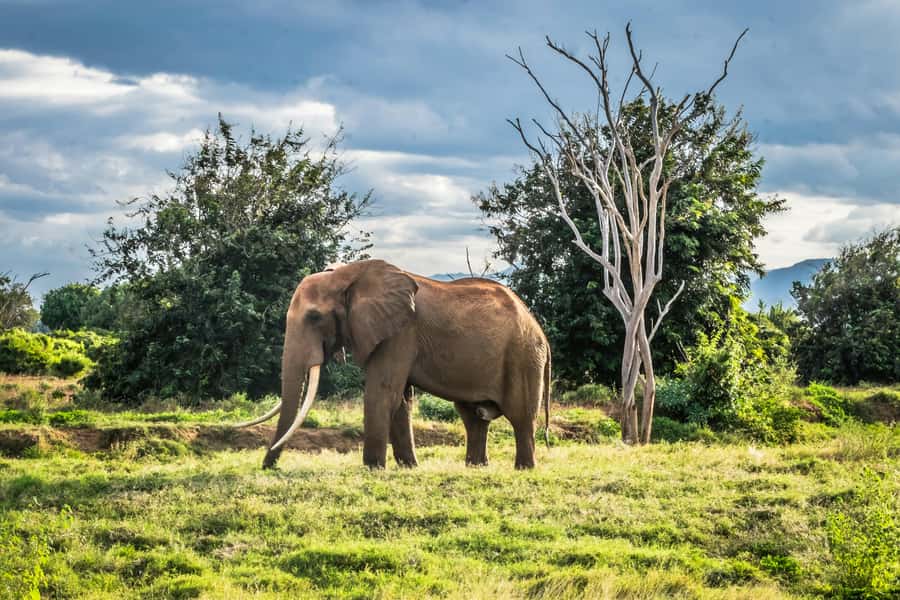 From Mombasa/Diani: Tsavo East National Park Day Trip - Aruba Dam And The Dry-Season Advantage