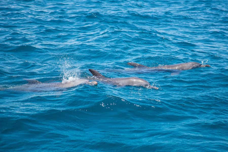 From Mombasa: Kisite Mpunguti Marine Park and Wasini Island - The dhow ride and dolphin search