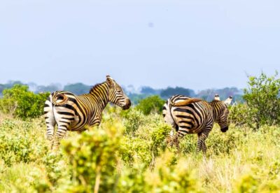 From Mombasa/Mtwapa/Diani/Tiwi: Tsavo East Full-Day Safari