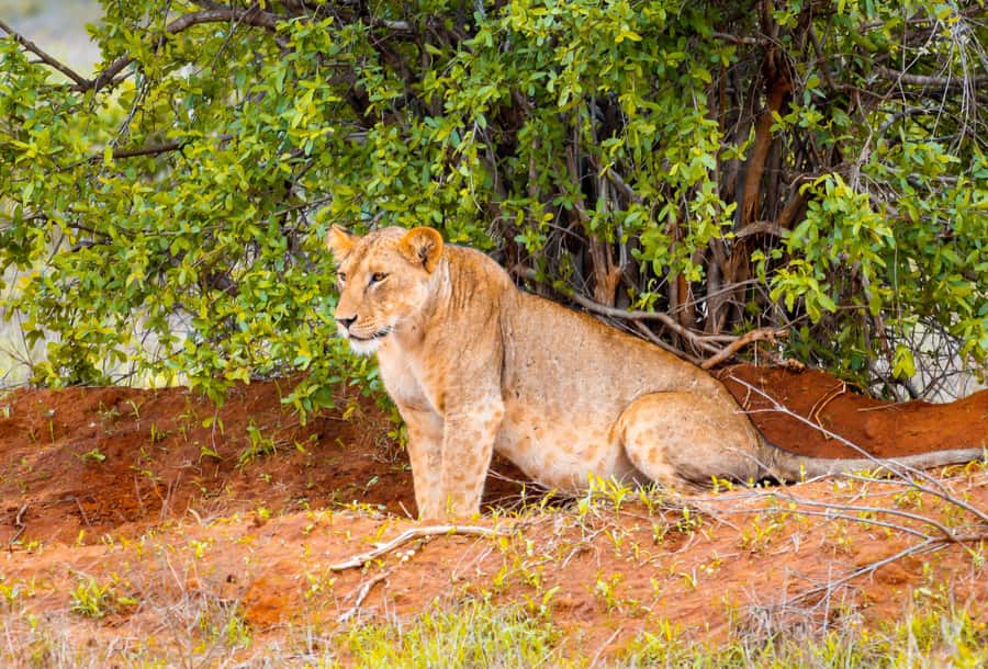 From Mombasa/Mtwapa/Diani/Tiwi: Tsavo East Full-Day Safari - What the $200 Price Really Gets You
