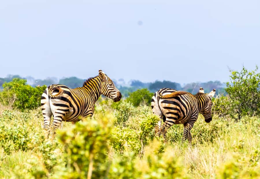 From Mombasa/Mtwapa/Diani/Tiwi: Tsavo East Full-Day Safari - The Early Pickup From Mombasa and the South Coast