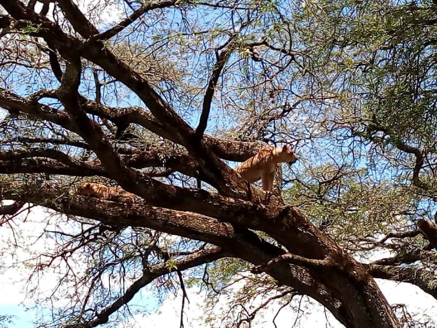 From Mombasa: Tsavo National Park Full-Day Group Trip - Why Tsavo East makes sense from Mombasa