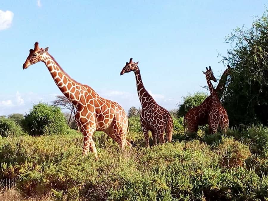 From Mombasa: Tsavo National Park Full-Day Group Trip - The appeal of Tsavo’s elephants