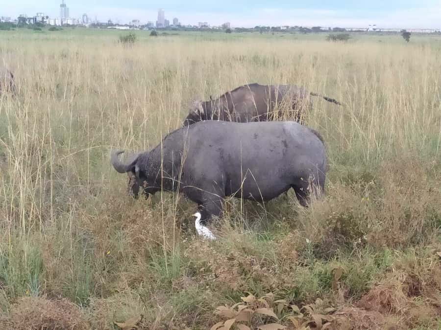 From Mombasa: Tsavo National Park Full-Day Group Trip - The afternoon game drive and 3 p.m. departure