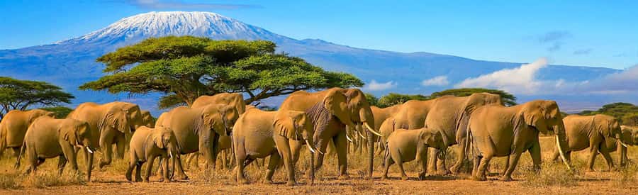 From Nairobi: 2-Day Amboseli National Park Safari - Leaving Nairobi at 7 a.m. for Amboseli