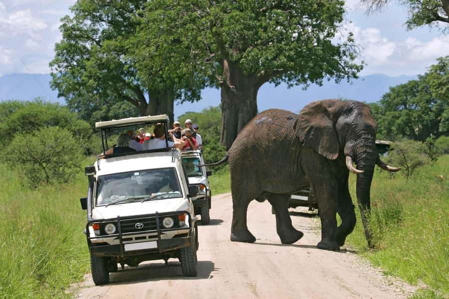 From Nairobi: 2-Day Amboseli National Park Safari - Why the guide matters so much