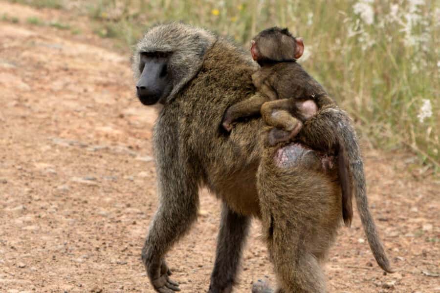 From Nairobi: 2-Day Naivasha Safari with Accommodation - Morning on Lake Naivasha and the Boat Ride