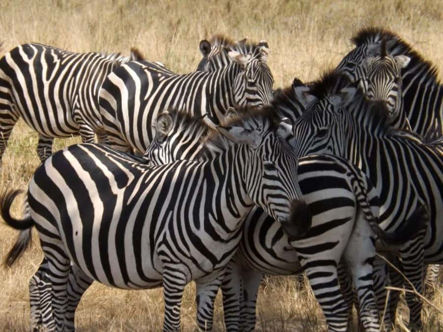 From Nairobi: 2-Day Naivasha Safari with Accommodation - The Return to Nairobi