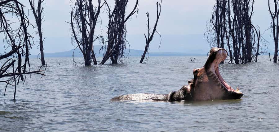 From Nairobi: 2-Day Naivasha Safari with Accommodation - The Drive From Nairobi and the Great Rift Valley Stop