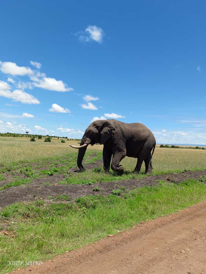 From Nairobi : 2-Days 1-Night Masai Mara Private 4WD Safari - The early morning view and return to Nairobi
