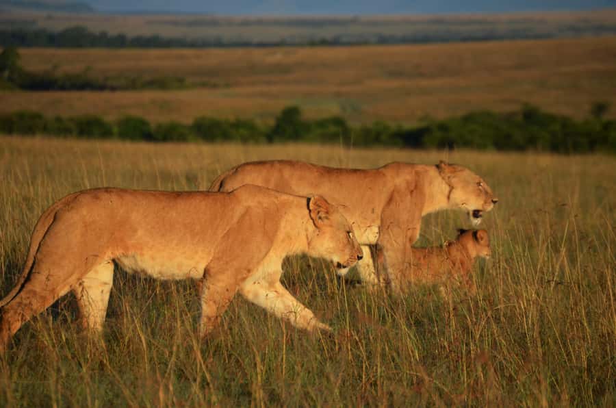 From Nairobi : 2-Days 1-Night Masai Mara Private 4WD Safari - The optional Maasai village visit