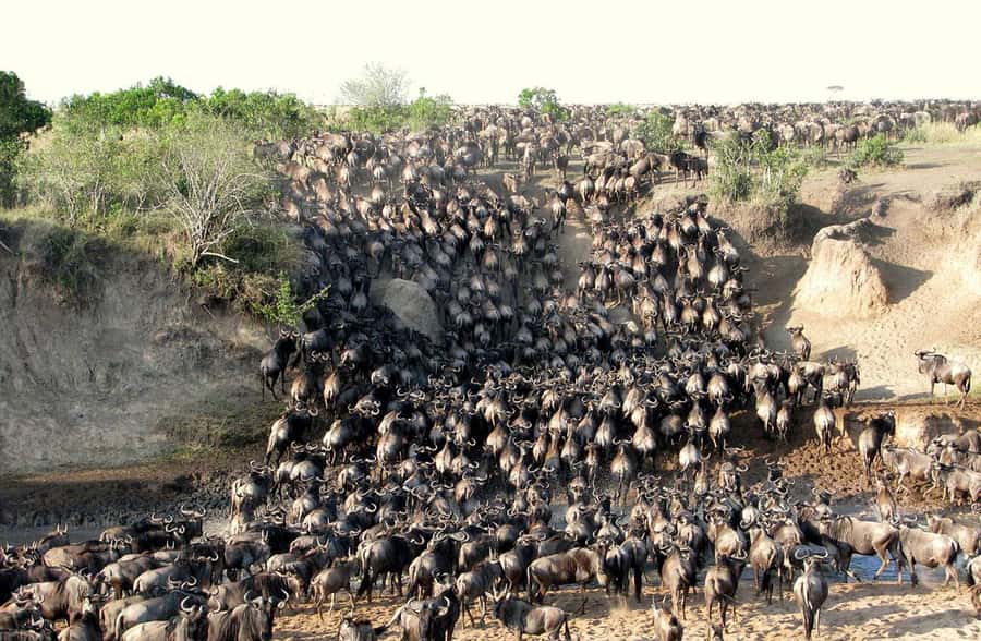 From Nairobi : 2-Days 1-Night Masai Mara Private 4WD Safari - The road through the Rift Valley and Narok