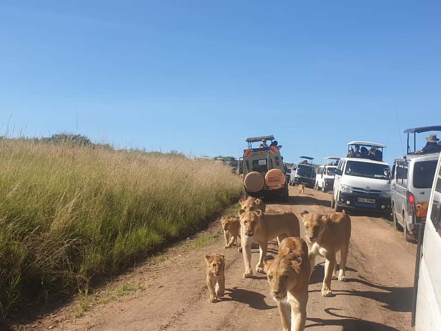 From Nairobi: 3 Days, 2 Nights Maasai Mara Group Safari - The full Mara day: where the safari earns its price