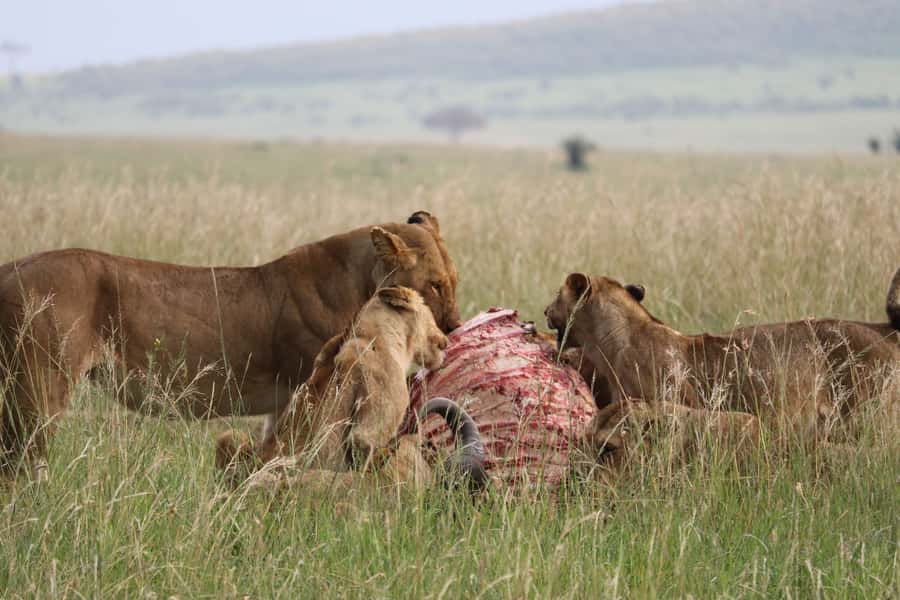 From Nairobi: 3 Days, 2 Nights Maasai Mara Group Safari - Who should choose this safari