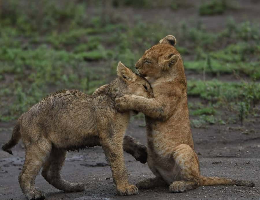 From Nairobi:3-Days 2-Nights Maasai Mara Group Safari in 4WD - What this $230 Maasai Mara safari really costs