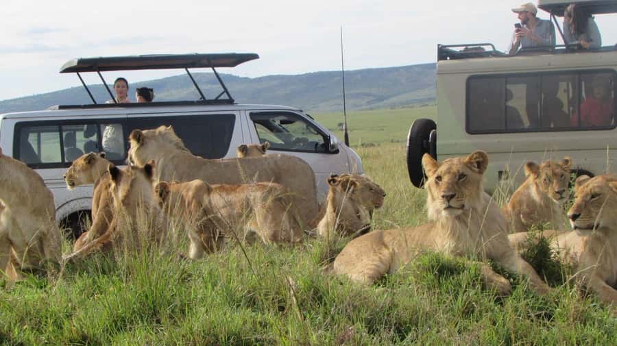 From Nairobi:3-Days 2-Nights Maasai Mara Group Safari in 4WD - Day 1: A golden-hour game drive from 4:00 PM