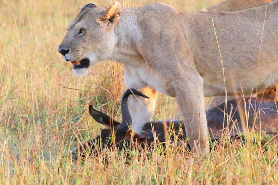 From Nairobi:3-Days 2-Nights Maasai Mara Group Safari in 4WD - Day 2: The main wildlife day across 1,510 square kilometers