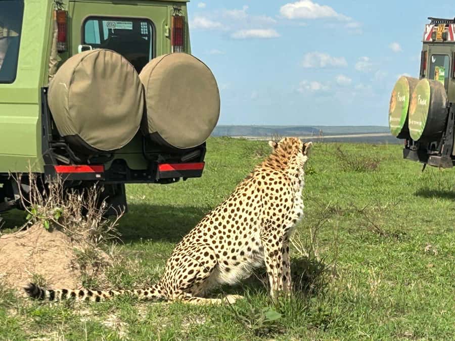 From Nairobi:3-Days 2-Nights Maasai Mara Group Safari in 4WD - The wildebeest migration and the limits of the promise