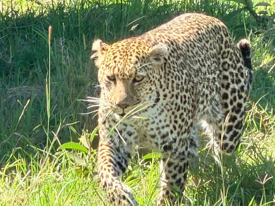 From Nairobi:3-Days 2-Nights Maasai Mara Group Safari in 4WD - Day 3: Breakfast, Maasai culture, and the road back