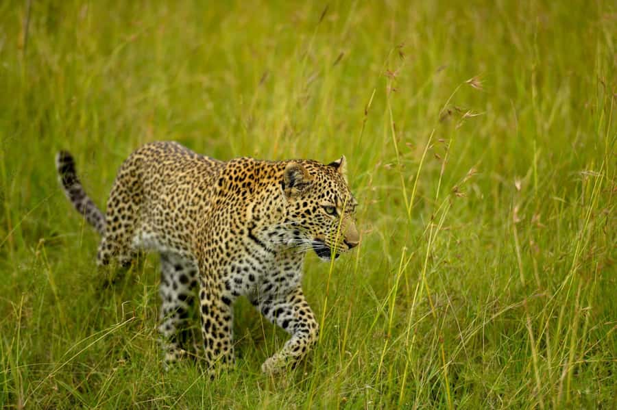 From Nairobi:3-Days 2-Nights Maasai Mara Group Safari in 4WD - What the 4WD van means for your game viewing