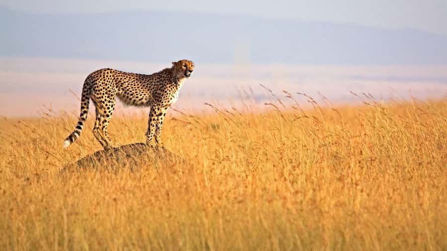 From Nairobi: 3 Days 2 Nights Masai Mara Group Safari - Key points to know before booking