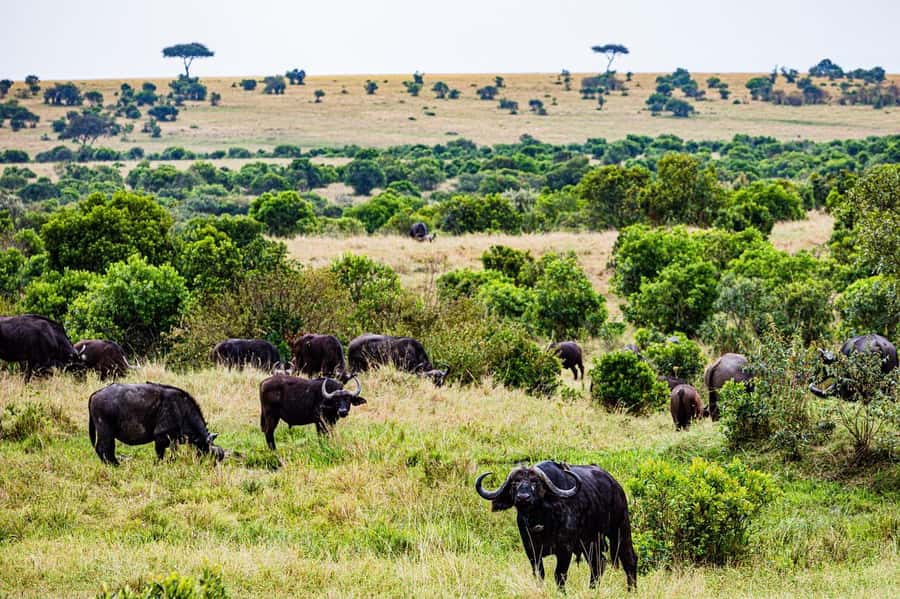 From Nairobi: 3 Days 2 Nights Masai Mara Group Safari - What the $200 safari really includes