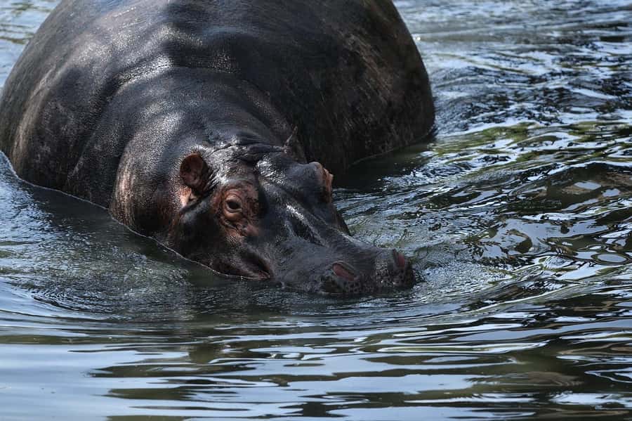 From Nairobi: 3 Days 2 Nights Masai Mara Group Safari - Day three returns you to Nairobi