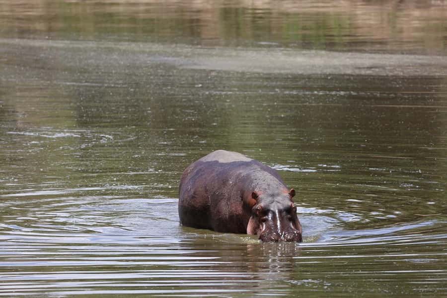 From Nairobi: 3 Days 2 Nights Masai Mara Group Safari - Guides, vehicles, and group comfort