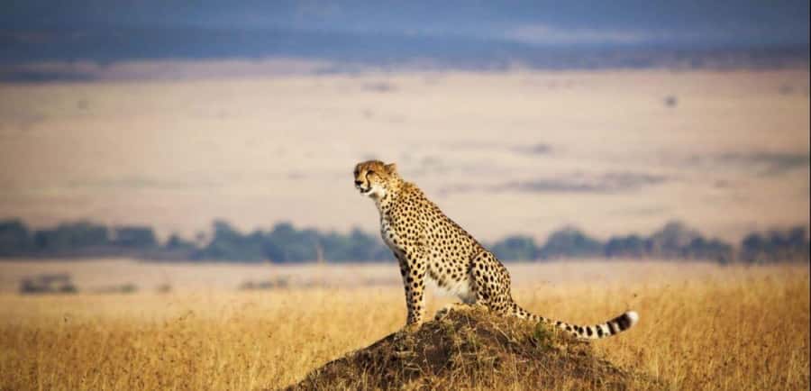 From Nairobi: 3 - Days Maasai Mara Group Safari by 4WD - Key points to know before booking