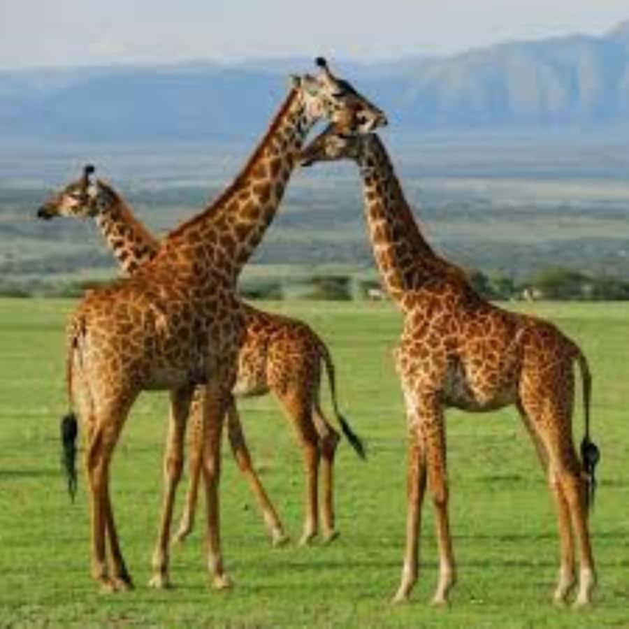 From Nairobi: 3 - Days Maasai Mara Group Safari by 4WD - Nairobi to the Mara via the Great Rift Valley