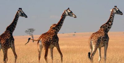 4-Day Maasai Mara and Lake Nakuru Group Safari