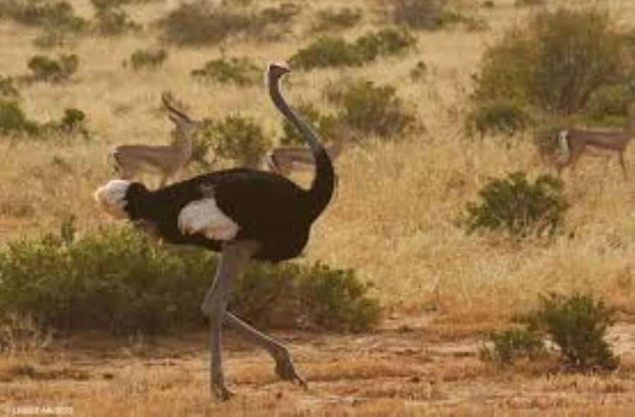 From Nairobi: 4-Day Maasai Mara and Lake Nakuru Group Safari - Day 4: White rhinos at Lake Nakuru, then Nairobi