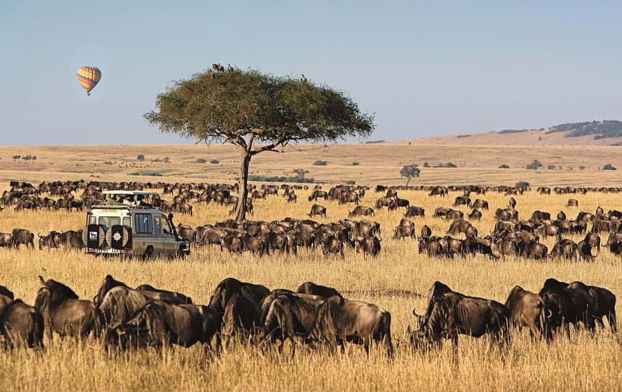 From Nairobi: 4-Day Maasai Mara and Lake Nakuru Group Safari - Who will get the most from this safari?