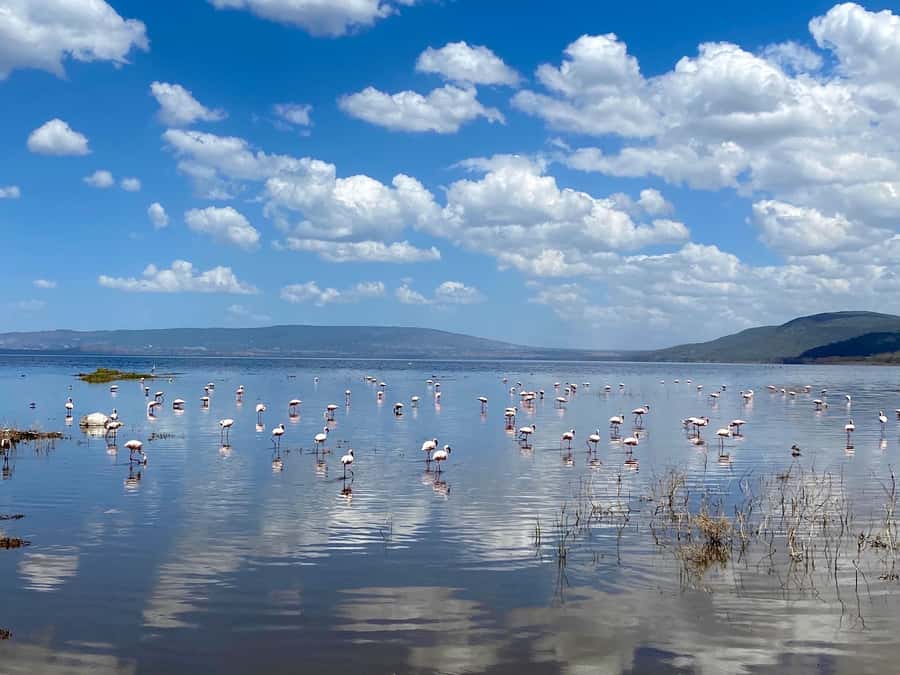 From Nairobi: 7 Days Masai Mara, Nakuru, and Amboseli Safari - Day 4: White rhinos, flamingos, and a Naivasha boat