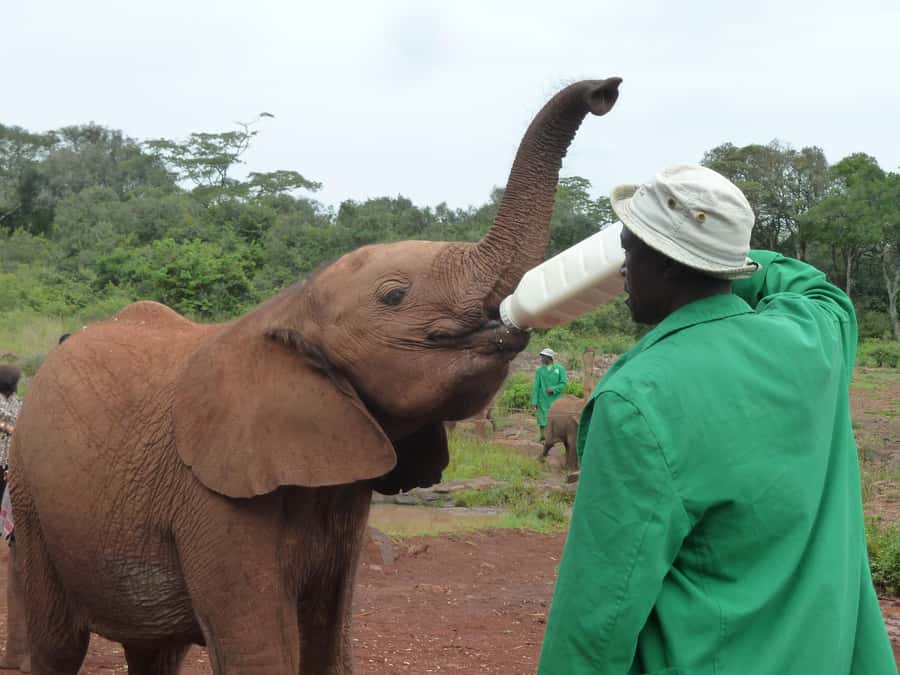 From Nairobi: David Sheldrick Elephant Orphanage Tour - Why the David Sheldrick Wildlife Trust feels different